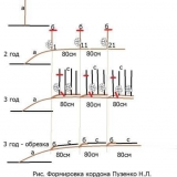 Formiranje grma vinove loze: kako pravilno formirati vinovu lozu - ...